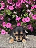 Leonora Yorkie-Pom, a female Pomeranian and Yorkshire Terrier for sale in Shipshewana, IN – 3 of 3
