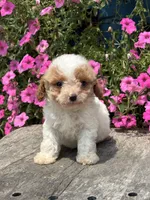 Ryan F1BB, a male Miniature Goldendoodle for sale in Shipshewana, IN – 2 of 3