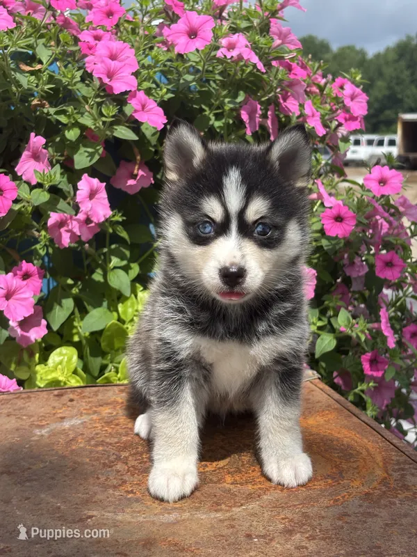 Sawyer – Pomsky puppy for sale in Shipshewana, IN