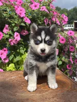 Sawyer, a male Pomsky for sale in Shipshewana, IN – 1 of 3
