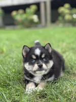 Tobias, a male Pomsky for sale in Shipshewana, IN – 3 of 3