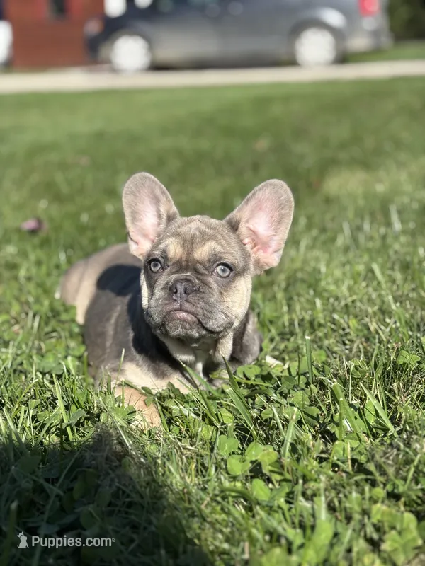 Sky – French Bulldog puppy for sale in Shipshewana, IN