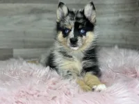 Savannah, a female Pomsky for sale in Shipshewana, IN – 3 of 3