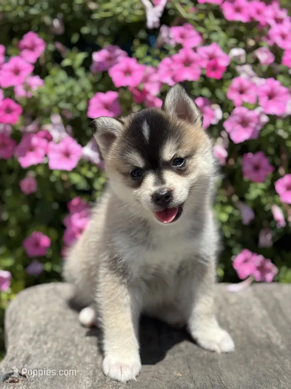 Chloe – Pomsky puppy for sale in Shipshewana, IN