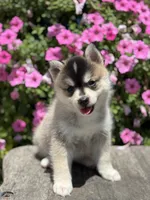 Chloe, a female Pomsky for sale in Shipshewana, IN – 1 of 3