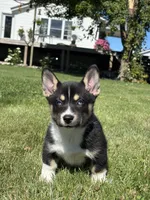 River, a female Pembroke Welsh Corgi and Siberian Husky for sale in Shipshewana, IN – 3 of 3