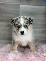 Edward, a male Pomsky for sale in Shipshewana, IN – 3 of 3