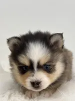 Harper, a female Pomsky for sale in Goshen, IN – Photo 5 of 5