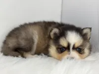 Harper, a female Pomsky for sale in Goshen, IN – Photo 4 of 5