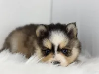 Harper, a female Pomsky for sale in Goshen, IN – Photo 3 of 5