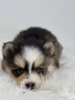 Harper, a female Pomsky for sale in Goshen, IN – Photo 1 of 5