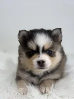 Harper, a female Pomsky for sale in Goshen, IN – Photo 2 of 5