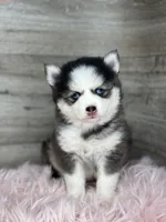 Alice, a female Pomsky for sale in Shipshewana, IN – 3 of 3