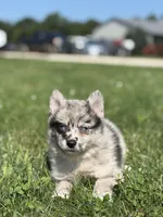 Grace, a female Pomsky for sale in Shipshewana, IN – 3 of 3