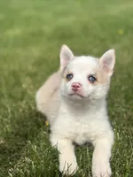 Susie, a female Pomsky for sale in Shipshewana, IN – 1 of 3