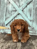 Grant F1B, a male Miniature Goldendoodle for sale in Shipshewana, IN – 2 of 3