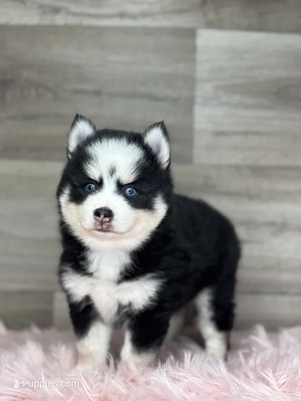 Asher – Pomsky puppy for sale in Shipshewana, IN