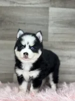 Asher, a male Pomsky for sale in Shipshewana, IN – 1 of 3
