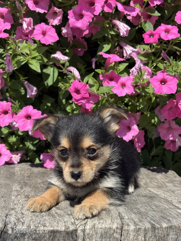 Leonora Yorkie-Pom – Pomeranian, Yorkshire Terrier puppy for sale in Shipshewana, IN