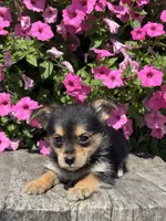 Leonora Yorkie-Pom, a female Pomeranian and Yorkshire Terrier for sale in Shipshewana, IN – 1 of 3
