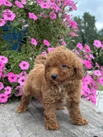 Roman F1BB, a male Miniature Goldendoodle for sale in Shipshewana, IN – 3 of 3