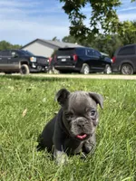 Selene, a female French Bulldog for sale in Shipshewana, IN – 2 of 4