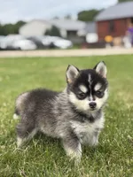 Tiffany, a female Pomsky for sale in Shipshewana, IN – 3 of 3