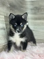 Esther, a female Pomsky for sale in Shipshewana, IN – 2 of 3