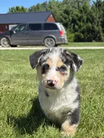 Ruby, a female Pembroke Welsh Corgi and Siberian Husky for sale in Shipshewana, IN – 3 of 3