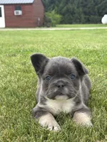 Mariah, a male French Bulldog for sale in Shipshewana, IN – 3 of 3