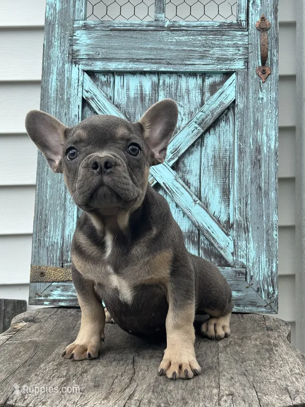 Ryder – French Bulldog puppy for sale in Shipshewana, IN