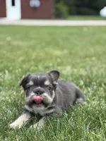 Mason, a male French Bulldog for sale in Shipshewana, IN – 2 of 3