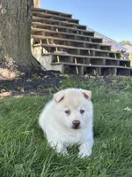 Milo, a male Pomsky for sale in Shipshewana, IN – 2 of 3