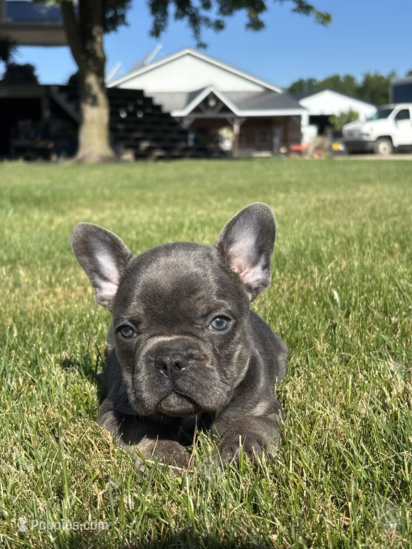 Randy – French Bulldog puppy for sale in Shipshewana, IN