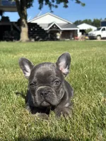 Randy, a male French Bulldog for sale in Shipshewana, IN – 1 of 3