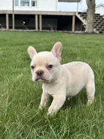 Hazel, a female French Bulldog for sale in Shipshewana, IN – Photo 2 of 3