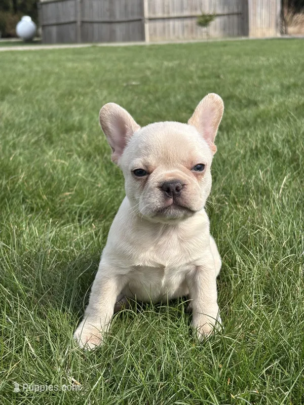 Hazel – French Bulldog puppy for sale in Shipshewana, IN