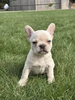 Hazel, a female French Bulldog for sale in Shipshewana, IN – Photo 1 of 3