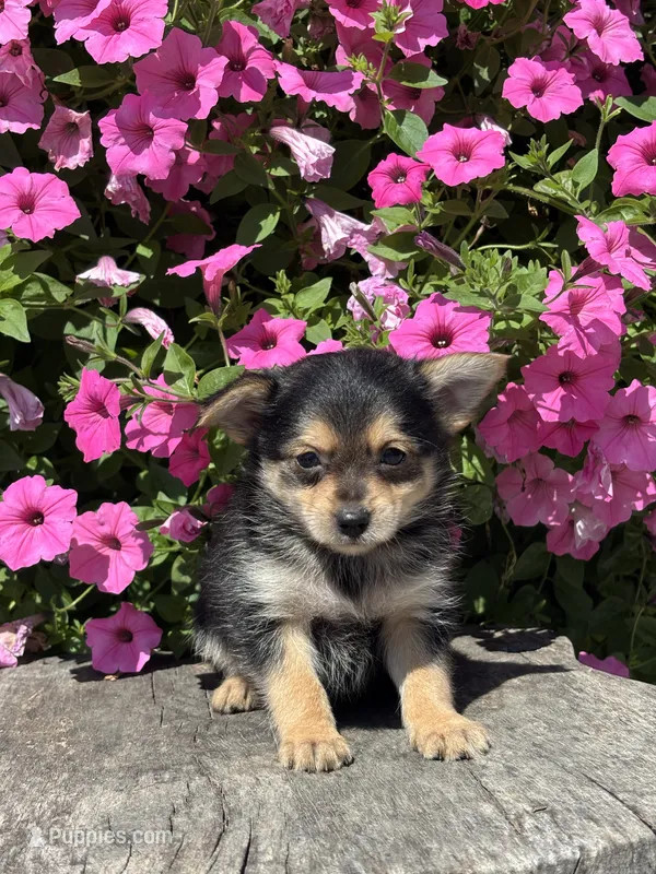 Lucas Yorkie-Pom – Pomeranian, Yorkshire Terrier puppy for sale in Shipshewana, IN