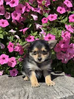 Lucas Yorkie-Pom, a male Pomeranian and Yorkshire Terrier for sale in Shipshewana, IN – 1 of 3