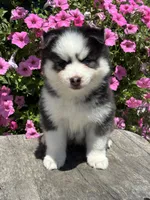 Conner, a male Pomsky for sale in Shipshewana, IN – 1 of 3