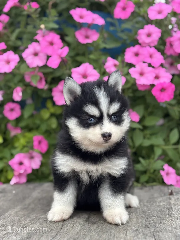 Trent – Pomsky puppy for sale in Shipshewana, IN