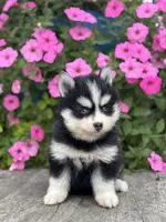 Trent, a female Pomsky for sale in Shipshewana, IN – 1 of 3