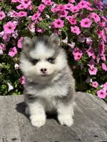 Zelda, a female Pomsky for sale in Shipshewana, IN – 1 of 3