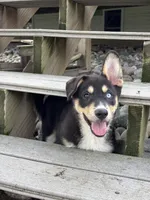 Rick, a male Pembroke Welsh Corgi and Siberian Husky for sale in Shipshewana, IN – 1 of 6