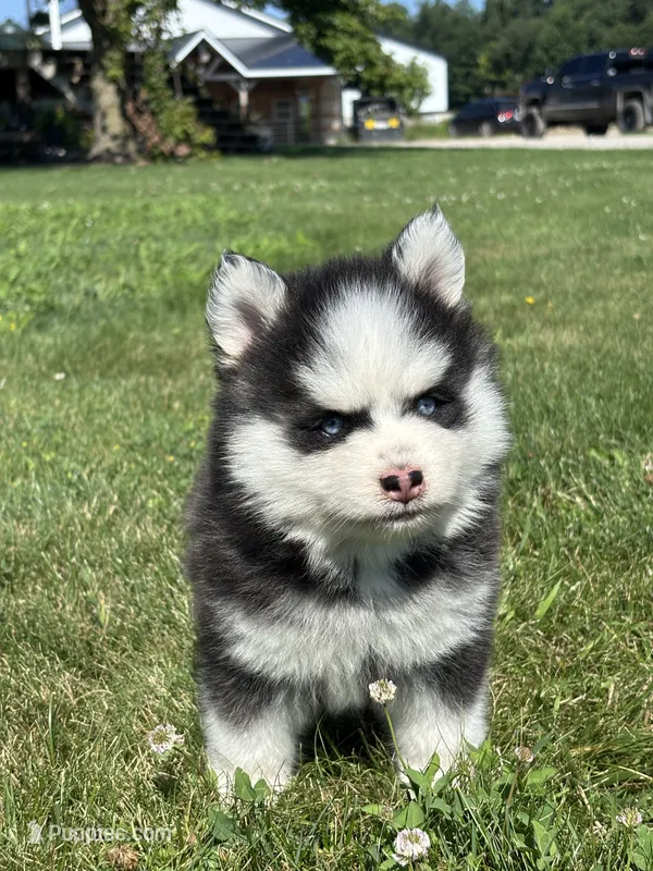 Zion – Pomsky puppy for sale in Shipshewana, IN