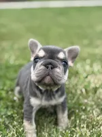 Madeline, a male French Bulldog for sale in Shipshewana, IN – 2 of 3