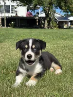 Regina, a female Pembroke Welsh Corgi and Siberian Husky for sale in Shipshewana, IN – 2 of 3