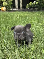 Sebastian, a male French Bulldog for sale in Shipshewana, IN – 2 of 3