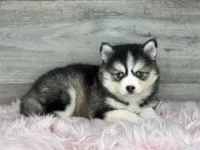 Athena, a female Pomsky for sale in Shipshewana, IN – 3 of 3
